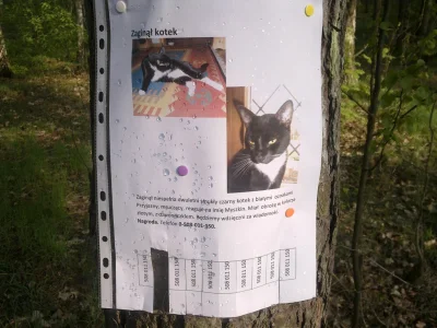 C.....W - W #staramilosna zaginął komuś #kot (przy okazji #pokakota), może ktoś z Was...