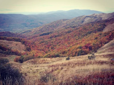 inyourface - Rdzewiejące drzewa pod Tarnicą. 
#bieszczady #jesien