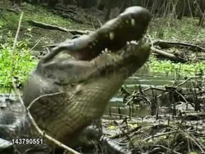 trebeter - 39 sekund z życia krokodyla, który złapał żółwia