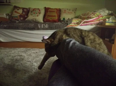 biuna - #kotybiuny #koty #pokazkota
Nie rozumiem pozycji do spania mojego kota. 
A ...