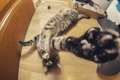 Traviu - selfie z pazura, trochę szumu bo koteł nie ogarnia iso.

#koty #pokazkota #c...