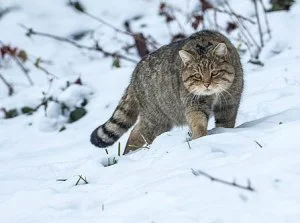 L.....n - Wiecie drodzy specjaliści, że to mógł być młody żbik? Na zdjęciu dorosły os...