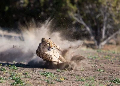 Pshemeck - Cheetah Dust by Susan Koppe 
#zwierzeta #zwierzetaboners #gepard #fotogra...
