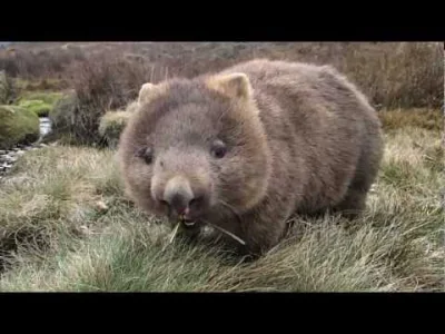 goferek - #smiesznypiesek #smiesznywombat