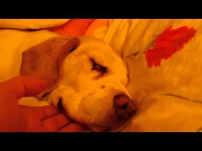 MrProfeska - Jezuuuu, czemu #beagle są takie słodkie (ʘ‿ʘ)
#psy #zwierzeta #zwierzak...