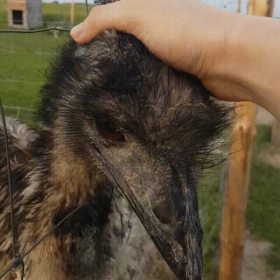 ZOOlogiczna - Normika możesz olać, p0lkę możesz zwyzywać, ale kiedy EMU domaga się at...