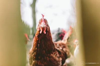 Soczi - "Co jest kura? Raz dwa trzy!"
Święta jak co roku u babci. Nie było co fotogr...