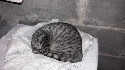 NoLife_ - Kot potrafi spać w dziwnej pozycji, dzień dobry mówi wam zakładowy kot Józe...