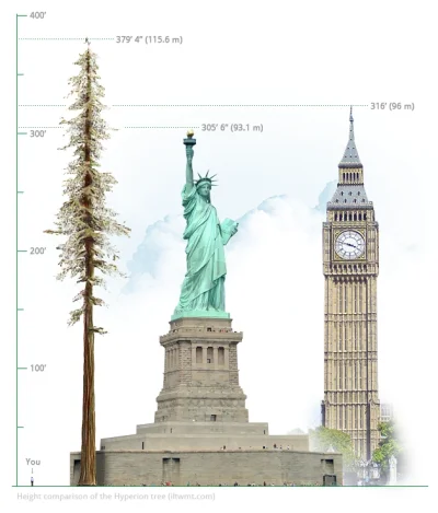 Gaboleusz - #ciekawostki #geografia #drzewa #najnajnaj
Najwyższe drzewo na świecie t...