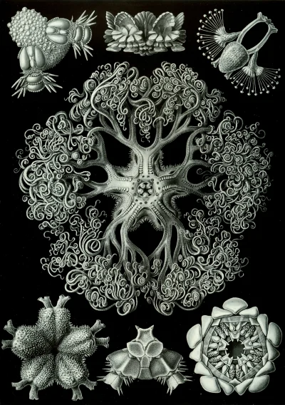 myrmekochoria - Ernst Haeckel (1834 - 1918). Kolejna porcja jego słynnych rysunków. P...