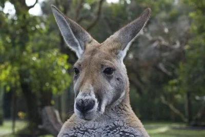 sinusik - #ciekawostki #zwierzaczki #kangury 

Kangury są jedynymi zwierzętami na ś...
