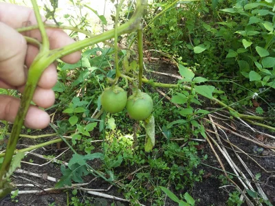neveragain - Pomidor wyrósł na pędzie ziemniaka #ogrodnictwo