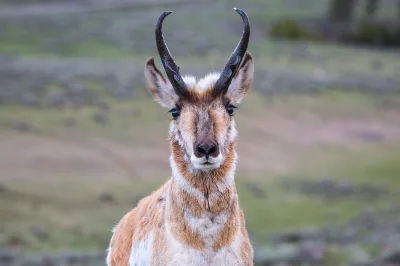 angelosodano - Widłoróg amerykański (Antilocapra americana)_
SPOILER
#vaticanoanima...