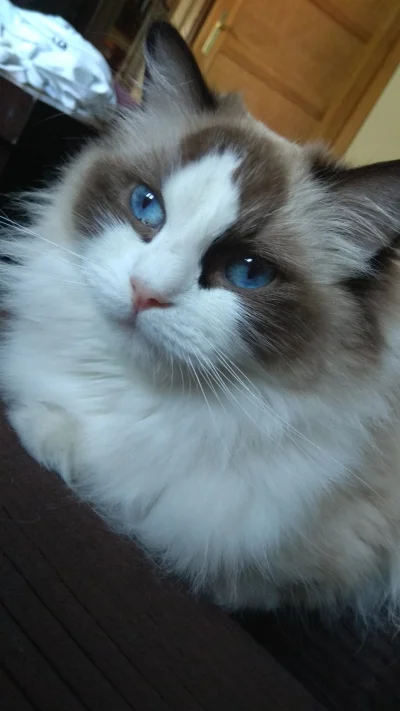 Nutaharion - No i pospane 
Czas na poranną porcję głaskania 
#kot #koty #ragdoll #pok...