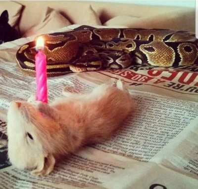 RBRsky - Gdy wąż obchodzi pierwsze urodziny 

#terrarystyka #zwierzaczki #heheszki