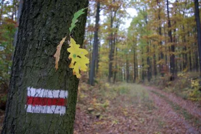 g.....i - > całe biuro szlak trafiał

@lajsta77: