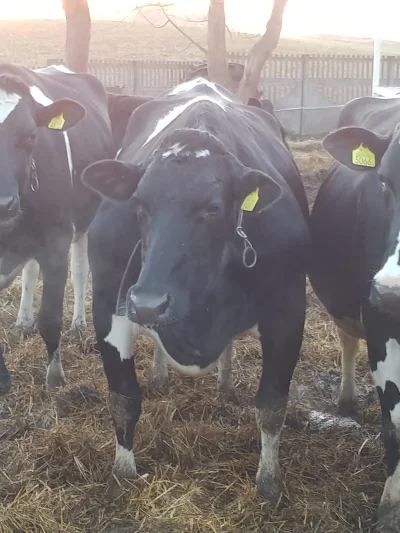 marcinkox3 - Plusujcie moją giga krowę
#rolnictwo