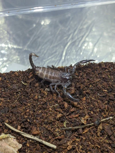 Pawliko - Tak dla porownania wyglada maly skorpion 
Heterometrus petersii