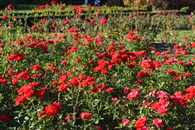 KubaGrom - Kolekcja róż w poznańskim ogrodzie botanicznym wyglądała dziś zachwycająco...