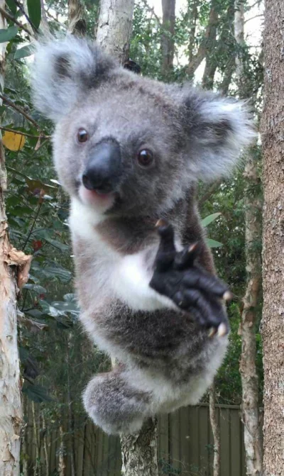 spokoczajnik - No daj rękę człowiek ʕ•ᴥ•ʔ
#koala #koalowabojowka #zwierzaczki