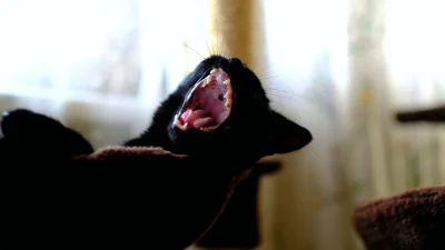 LouisCypher - Królewna się budzi
#pokazkota #kot #koty #smiesznykotek #smiesznypiesek...