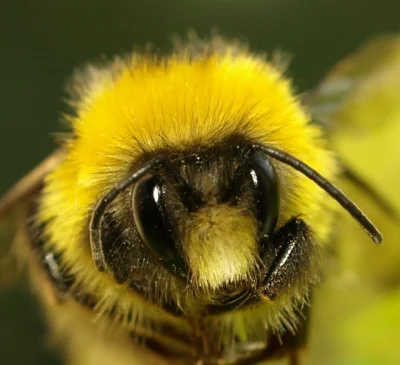 donn16 - Wrzucajcie wszystkie zdjęcia pszczół/trzmieli i innych przyjemnych owadów ja...