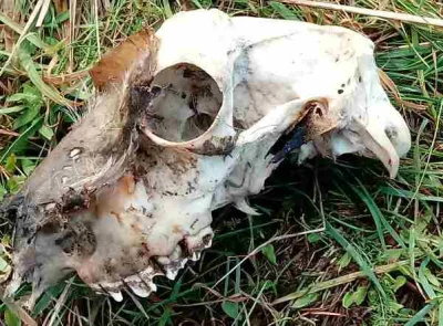 stalowy126 - Taką sobie czaszkę znalazłem na polach kilka dni temu podczas spaceru ( ...