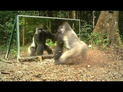 starnak - This Silverback thinks this intruder in the mirror.