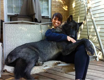 Wulfi - Hybryda czarnego wilka z psem

#zwierzaczki #smiesznypiesek #ciekawostki #z...