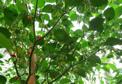 hoop - Biquinho red nabiera koloru, podobnie jak jakiś "chwast" bez nazwy. Carolina t...