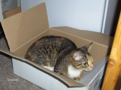 K.....W - Złe pakowanie. Trzeba było popakować koty w pudełka. Jeszcze żaden kot sam ...