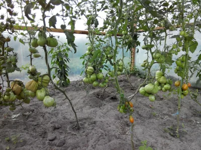 gobi12 - A takie mam pomidory :) Ładne, nie? ;D 

#pomidor #pomidory #warzywa #ogro...