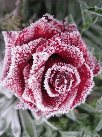 Middle-Earth - Piekna zima

#fotografia #zima #rosliny #roza