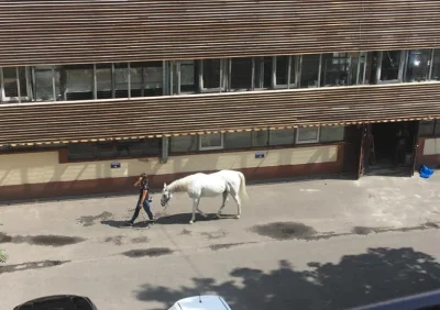 grubson234567 - Hej #bojowkadonaldatuska stało się! Biały koń dojechał pod nowogrodzk...