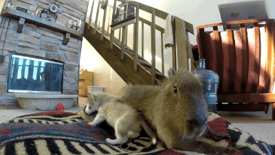 leworwel - #zwierzaczki #smiesznypiesek #kapibara #kapibaranadzis
#kapibara