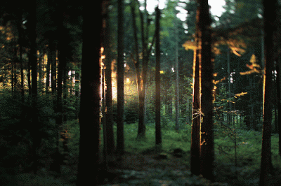 alibi_m - #sajkoart 306/∞
#gif #muzykaelektroniczna #psytrance 
Litewski forest tra...