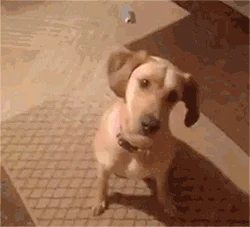 Jumper - Bang you're dead

#gif #niedoge #animalcruelty