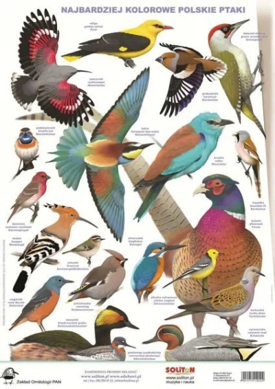 likk - @D__Jones: a ja tam uważam, że najładniej ubarwione ptaki występują w Ameryce ...