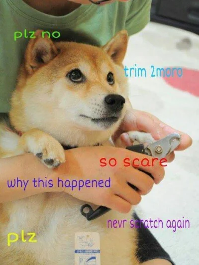 bohlen - "trim 2moro" mnie r-------o :D

#doge #piesel #heheszki