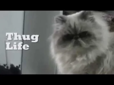 Nutaharion - Zawsze śmieszy

#thuglife #koty #kot #smiesznykotek