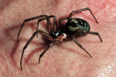 t.....o - false widow spider