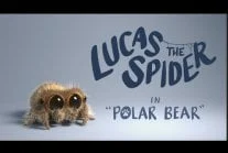 WuDwaKa - Mały słodziutki pajączek Lukas i jego nowy towarzyszysz - Niedźwiedź polarn...