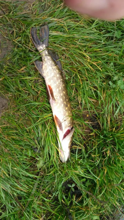 Siusiak93 - @Siusiak93 wpadł pierwszy w życiu król wód