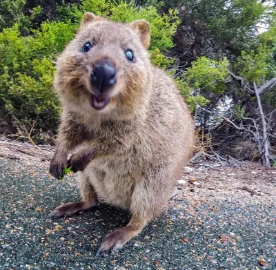 aloszkaniechbedzie - Trochę uśmiechu na dziś...

#quokkanadzis #quokka #zwierzaczki