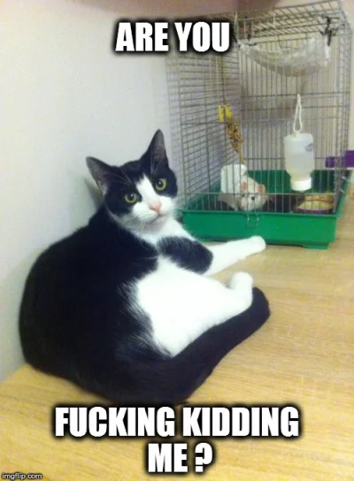 Bulgo - #kot #koty #pokazkota #smiesznykotek #heheszki #zwierzaczki #kotnadzis