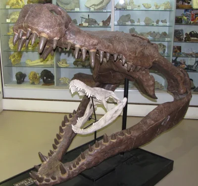 fir3fly - Czaszka deinozucha, wymarłego krokodyla żyjącego od ~80 do 73 mln. lat temu...