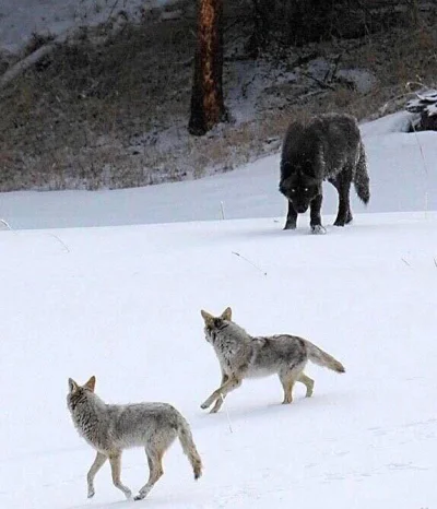 Oompa-A - Wilk i kojoty w Yellowstone 

#earthporn