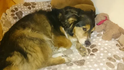 matiwoj11 - Tak wygląda zdrowy, zmęczony długim spacerem pies. #pokazpsa