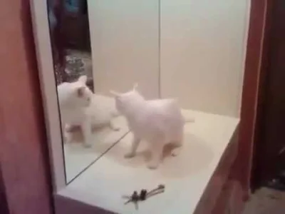 abgaldyr - Kot nienawidzi swego odbicia
