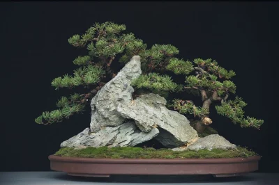 Lookazz - #bonsai #rosliny #ogrodnictwo #botanika #natura #przyroda